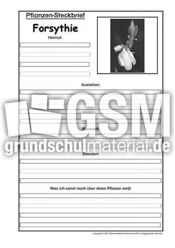 Pflanzensteckbrief-Forsythie-SW.pdf